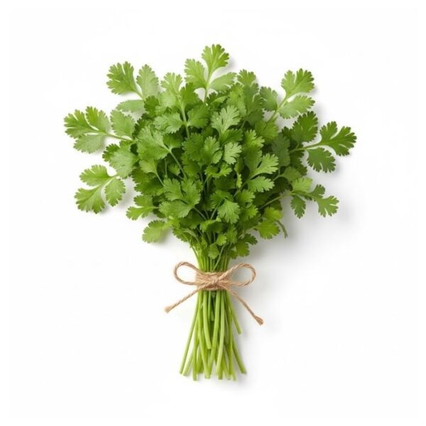 Cilantro