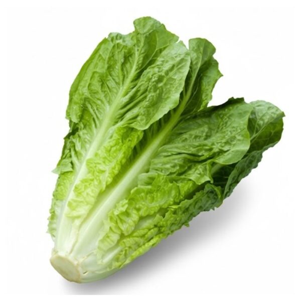 Lechuga Green Leaf