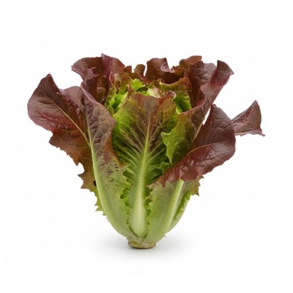 Lechuga Roja