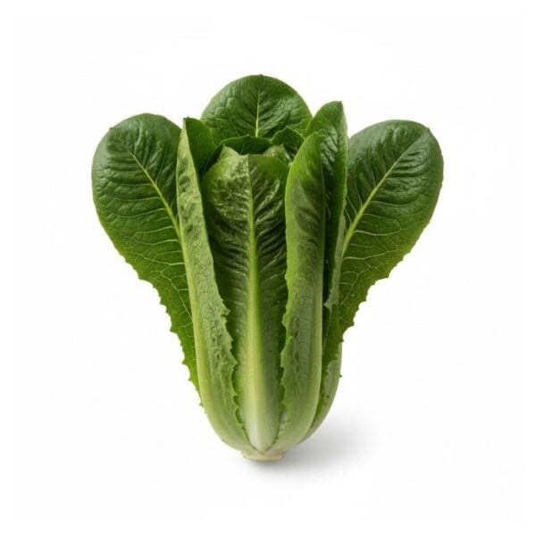 Lechuga Romana