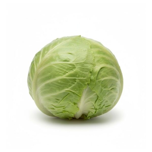 Lechuga Americana